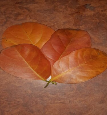 Large Jackfruit Leaves - Fresh & Organic - Perfect for Cooking & Crafting