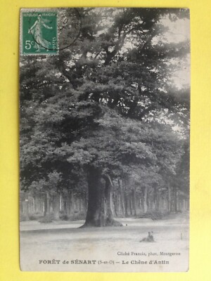 cpa FRANKREICH 91 - FORÊT de SENART Essonne ARBRE TREE Le Chêne d'Antin