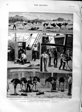 Original Old Antique Print 1883 Shipping Ostrich Cape Town Australia Ship Birds