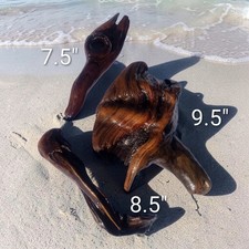 Driftwood Art Pieces Pacific Nuovo con etichette Driftwood Fairy Garden Driftwood