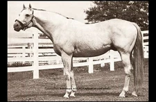 Native Dancer PHOTO Horse Race Preakness Belmont Stakes Winner Gray Ghost