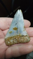 2.53” “Double Tip”Great White Shark Tooth Fossil, Unique, ONE OF A KIND,