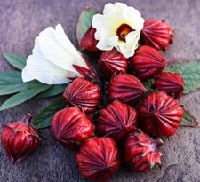 30 Seeds - Hibiscus - Asian Sour Leaf - Roselle Seed. H t Gi ng B p Gi m