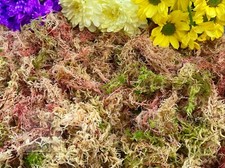Sphagnum Moss, 100% Natural &Hand Picked, Snails, Frogs, Hanging Baskets