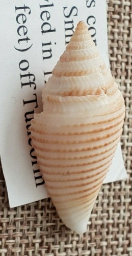 Conus Coromandelicus 35 mm India 1998 gran espécimen RARO ⭐ - Imagen 6 de 11