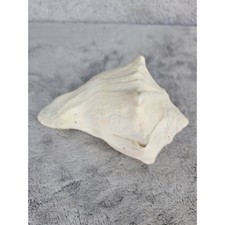 Conch Seashell Natural Beach Home Decor Nautical Ocean Display Specimen 5"
