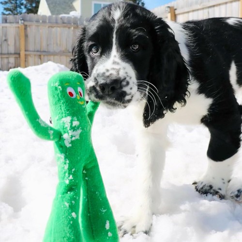 Multipet Gumby Plush Filled Dog Toy, Green, 9 inch (Pack of 1) - Picture 5 of 6