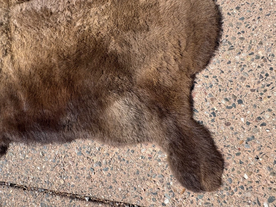 Bison Buffalo Hide Fur Rug Wall Hanging. Premium - Image 2 of 4