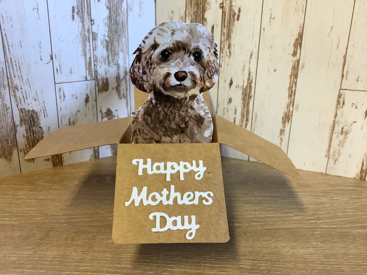 Cockapoo ebay sales
