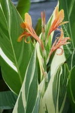 Stuttgart Canna Lily Bulb - Blue Buddha Farm - Easy to Grow Plant