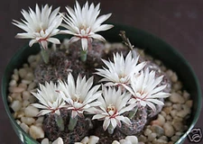 Gymnocalycium mesopotamicum, exotic fowering flower rare cactus cacti 100 SEEDS