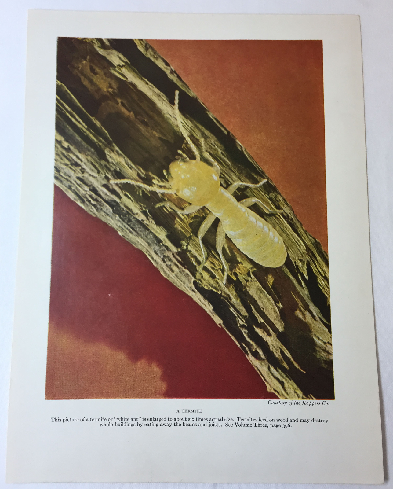 Termit Print 1946 7x9.5 print ~ A TERMITE | eBay