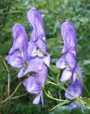 Aconitum variegatum | Devils Helmet | European Monkshood | Wolfs Bane | 10_Seeds
