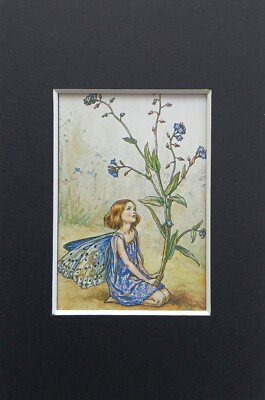 Forget-me-not Flower Fairy Mounted C. M. Barker Vintage Miniature