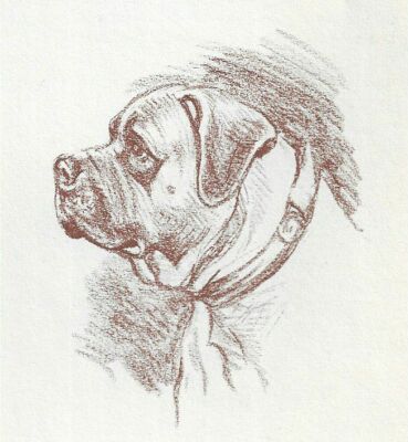 Bull Mastiff - CUSTOM MATTED - 1954 Vintage Dog Art Print - Megargee