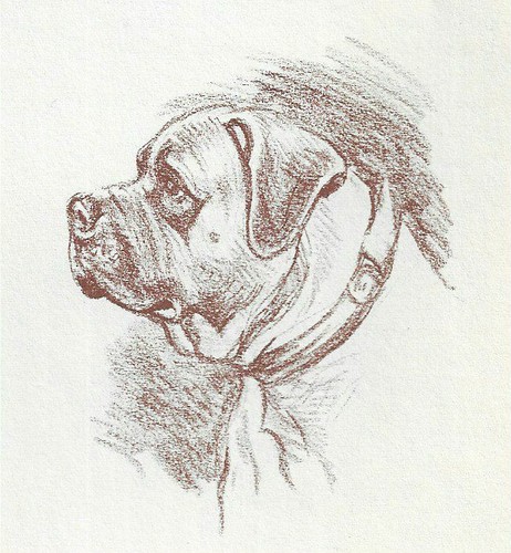 Bull Mastiff - CUSTOM MATTED - 1954 Vintage Dog Art Print - Megargee