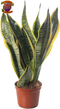 Snake Plant Sansevieria Tall Indoor Plants Exotic Large Trees for Your Home