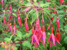 Fuchsia Riccartonii Upright Hardy Shrub Crimson Purple Flowers Multiple Sizes