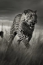 8 x 10 inch Collectible Art Print Highest Quality Photo Stock  635880001