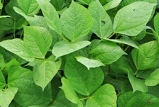 Iron & Clay Cowpea Seed