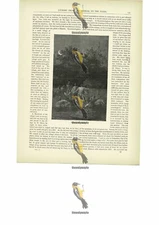 Fording The Bakhoy, Mali, Book Illustration (Print), c1880