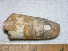 Dinosaur fossil tooth Spinosaurus Cretaceous Era bigger 2 inch long Y85