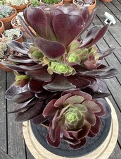  Aeonium Black Rose succulent  plant  big size with many pups 