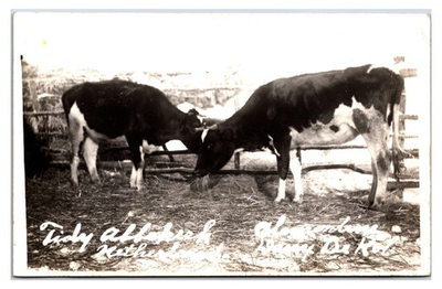 #ad #ad Antique 1914 RPPC Dairy Cows On A Rural Oil City Pennsylvania Farm Postcard $30.00