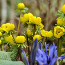 Easy to Grow Eranthis Winter Aconite 30 Plant Bulbs Early Spring Flower Zone 4-9