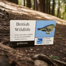 RSPB-Pin Badge British Wildlife Series  GOLDCREST  Large Font    **FREE POST**