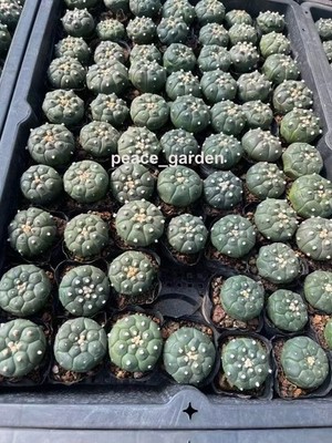 5pcs Astrophytum asterias cactus Succulent Home Garden beautiful plants