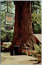 World Famous Tree House California CA Admission Free Large Trunk Postcard