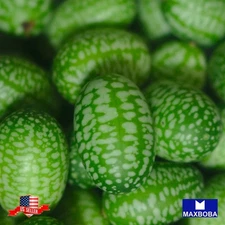 25 Mexican Sour Gherkin Cucamelon Seeds  Non-GMO Heirloom Vegetable BTGO 75% OFF