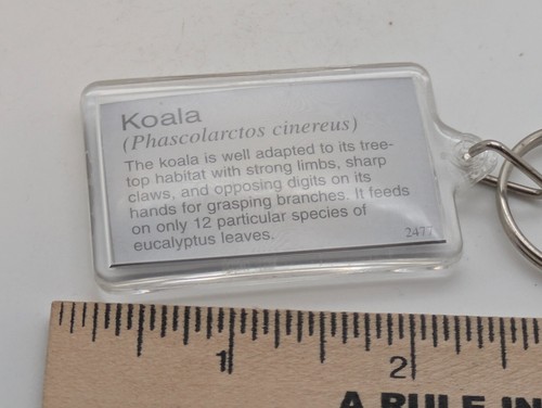 Koala Bear Picture and Facts Keychain Plastic - Picture 2 of 4