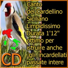 CANTO DEL CARDELLINO ITALIANO CON RICHIAMO PARTICOLARE RICHIAMO COME UN CORNO