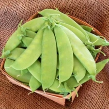 50+ MAMMOTH MELTING SUGAR POD SNOW PEA-Heirloom-Non GMO-USA-FREE SHIPPING
