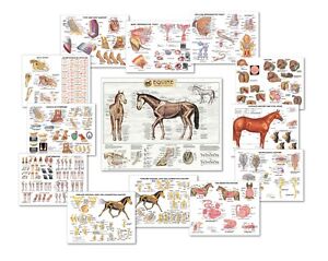 Foal Teeth Chart