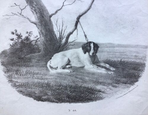  "HUNTING DOG"/"CHIEN DE CHASSE"; Original early 19th century lithograph, DOGS - Bild 1 von 3