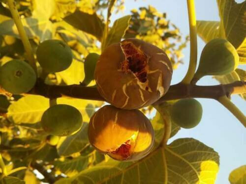 12 Feigenbaum Obst STECKLINGE, sowohl "Shohami" als auch Khodari Typ, Heiliges Land Stecklinge - Bild 3 von 5