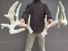 171" 18 Point  Whitetail Deer Shed Antlers Sheds Horns Drop Tine Monster