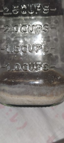 Cepa de microgusano de la avena - Alimento vivo para peces - Imagen 2 de 7