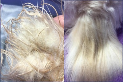 secret weapon shampoo for dogs