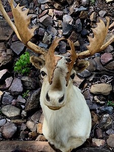 GORGEOUS LARGE NORTHERN TAXIDERMY CARIBOU SHOULDER MOUNT ANTLERS 46" SPREAD 