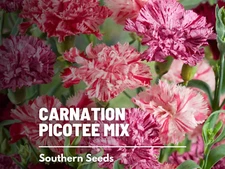 Chabaud Picotee Carnation Mix Seeds, Heirloom Flower, USA Grown