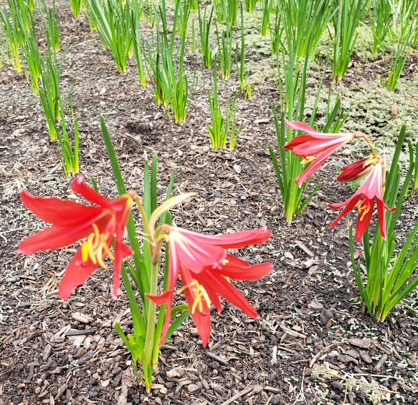 Buy Oxblood Lily Bulbs Lilies Rain Schoolhouse Hurricane Rhodophiala