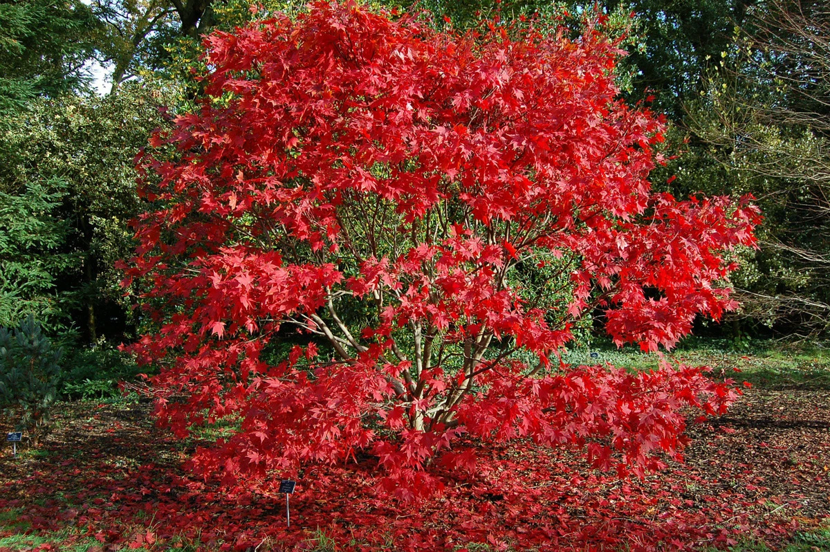 Acero Rosso Giapponese Acer Palmatum Autumn Red in vaso ø20 cm h.60/80 cm