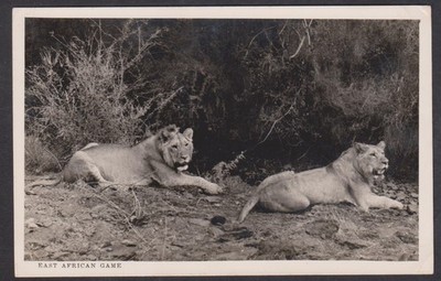 VINTAGE RPPC POSTKARTE LÖWEN OSTAFRIKANISCHES SPIEL, NAIROBI, KENYA