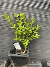Winter Gem Boxwood — photo 1