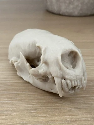 Replica Otter Skull Artificial Animal Bones Taxidermy Halloween Rustic - Image 1 of 4