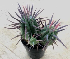 Euphorbia Ferox, Comes in a 2.5" pot